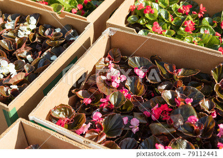 Wax begonia plants put in boxes ready to sell, grown in a nursery Wax begonia plants put in boxes ready to sell, grown in a nursery 79112441