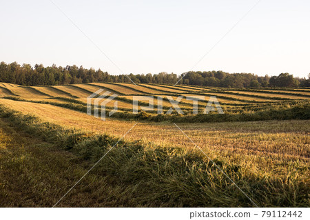 Harvesting and collecting hay in the summer used to feed animals 79112442