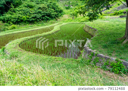 夏季八王子市的梯田櫪八戶公園的景色 79112488