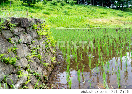 夏季八王子市的梯田櫪八戶公園的景色 夏季八王子市的梯田櫪八戶公園的景色 79112506