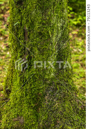 Garden scenery of Onjoji Temple, Otsu City, Shiga Prefecture, Mitsui Temple, fresh greenery, greenery, temple [June] 79113243