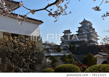Himeji City, Hyogo Prefecture, Japan Himeji Castle, a World Heritage Site and a national treasure, spring cherry blossoms, blue sky and a magnificent castle tower 79113325