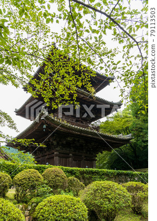 Garden scenery of Onjoji Temple, Otsu City, Shiga Prefecture, Mitsui Temple, fresh greenery, greenery, temple [June] 79113503