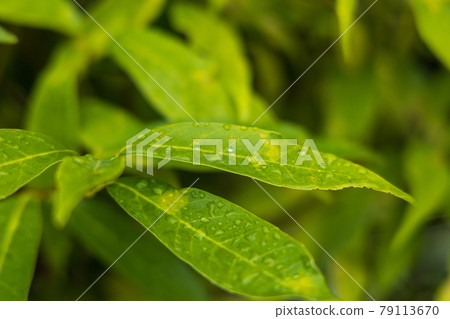 Garden scenery of Onjoji Temple, Otsu City, Shiga Prefecture, Mitsui Temple, fresh greenery, greenery, temple [June] 79113670