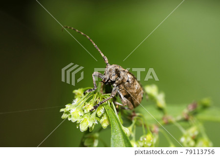 Togari Shilohobi鄉村山茶花 79113756