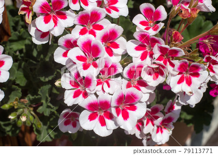 Beautiful white with red centers of pelargoniums Beautiful white with red centers of pelargoniums 79113771