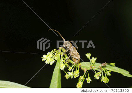 Togari Shilohobi鄉村山茶花 79113800