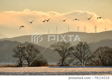 Inawashiro swans 79114319