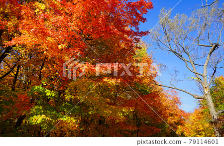 Colorful beautiful maple leaves in autumn. This is a romantic season. Colorful beautiful maple leaves in autumn. This is a romantic season. 79114601