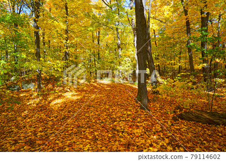 Colorful beautiful maple leaves in autumn. This is a romantic season. Colorful beautiful maple leaves in autumn. This is a romantic season. 79114602