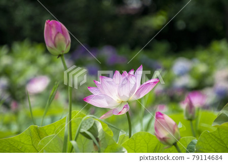 蓮花和芽 蓮花和芽 79114684