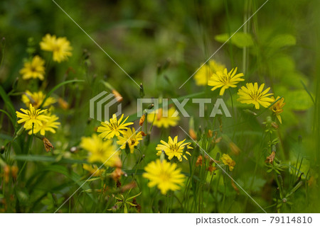 Yellow flowers of Ixeris japonicus in the field 79114810