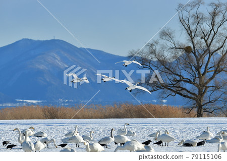 Inawashiro swans 79115106