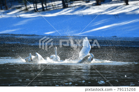 Inawashiro swans Inawashiro swans 79115208