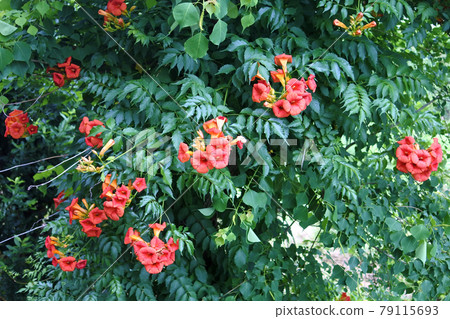 Flower of a novice kazura Flower of a novice kazura 79115693