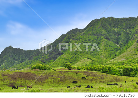 Hawaii Oahu Kualoa Ranch Hawaii Oahu Kualoa Ranch 79115756