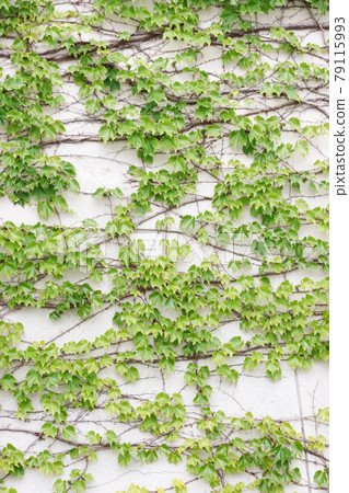 Ivy leaf wall Ivy leaf wall 79115993