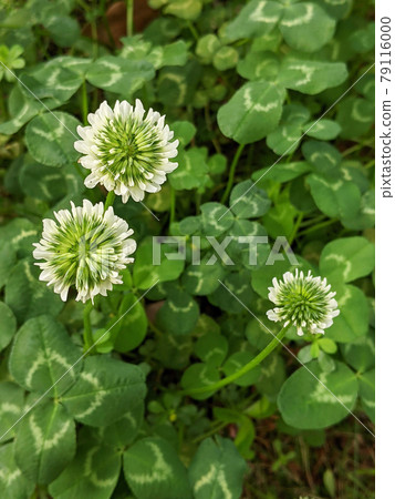 可愛的春天三葉草花 可愛的春天三葉草花 79116000