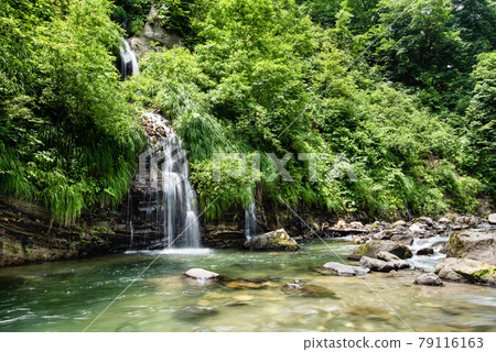 Clear cool mountain stream waterfall in the beech forest stream 79116163