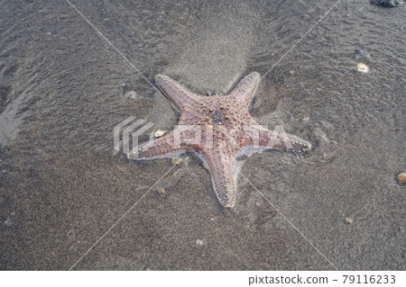 在鹿兒島縣知林島拍攝的海星。 在鹿兒島縣知林島拍攝的海星。 79116233