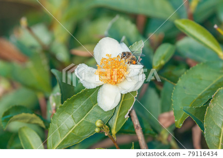 Bee on the tea flower at sunny day. Bee on the tea flower at sunny day. 79116434