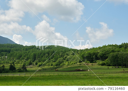 Ranch horse Ranch horse 79116460