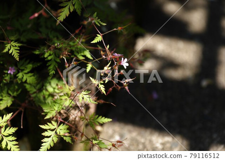 Beautiful flowers and plants in the courtyard Beautiful flowers and plants in the courtyard 79116512