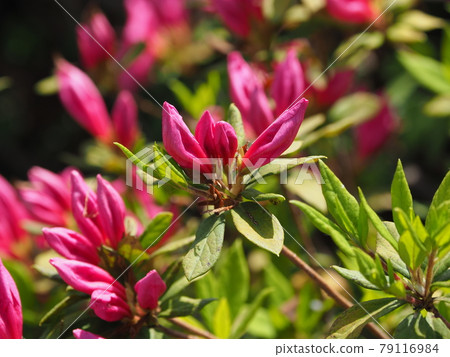 Azalea (close-up) 79116984