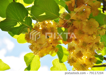 Kiwi male flower in full bloom 79117284