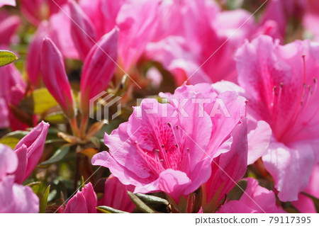 杜鵑花（特寫） 79117395