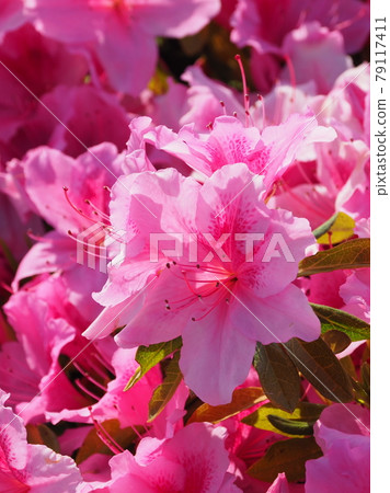 杜鵑花（特寫） 79117411
