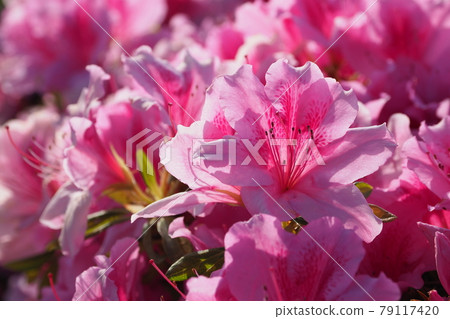 杜鵑花（特寫） 79117420