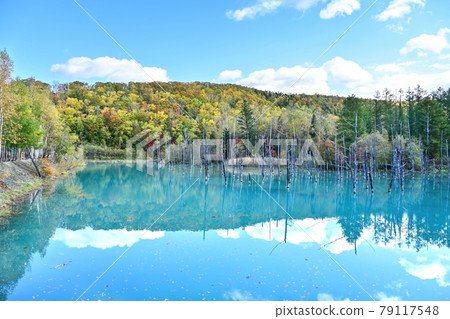 A collaboration scene of autumn leaves and emerald green water surface in the background of the blue sky @ Shirogane Blue Pond, Hokkaido A collaboration scene of autumn leaves and emerald green water surface in the background of the blue sky @ Shirogane Blue Pond, Hokkaido 79117548