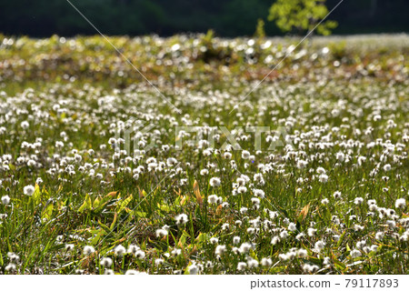 Watasuge blooming on the plateau 79117893