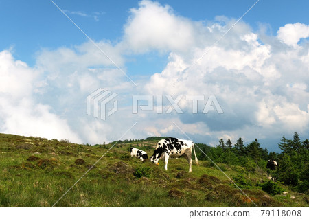 Ranch cattle 79118008