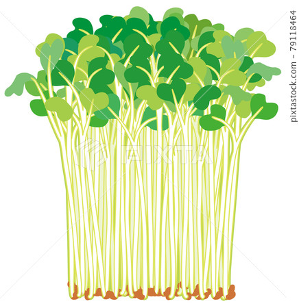 Kaiware 白蘿蔔蔬菜，豆芽 79118464