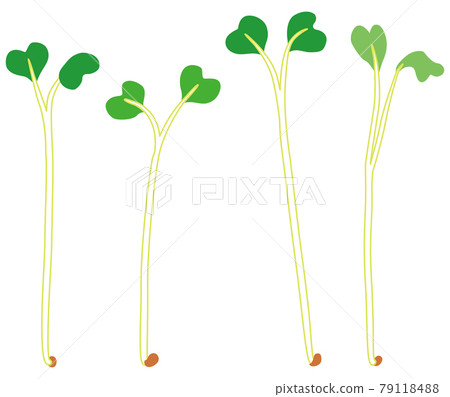 Seared radish vegetables 79118488