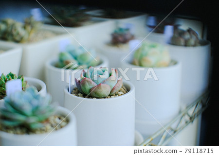 多汁植物 79118715