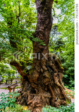 Kinomiya Shrine, Atami City, Shizuoka Prefecture (Daiichi Okusu) 79118766