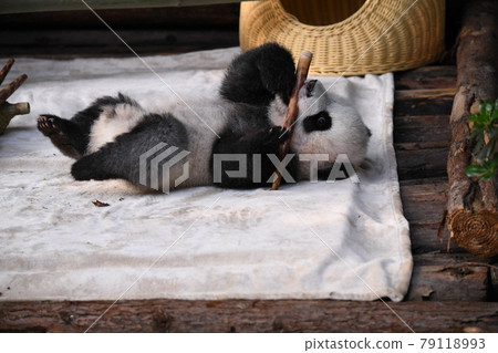 模仿吃竹筍的小灰熊貓 79118993