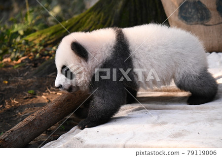 小灰熊貓 79119006