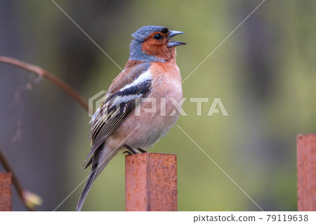 Common chaffinch, Fringilla coelebs, sits on an iron fence in spring on green background. Common chaffinch in wildlife. Common chaffinch, Fringilla coelebs, sits on an iron fence in spring on green background. Common chaffinch in wildlife. 79119638