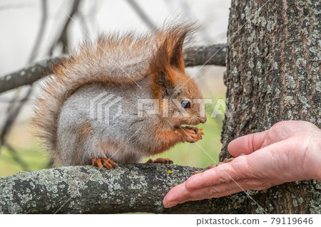 A squirrel in the spring or autumn eats nuts from a human hand. Eurasian red squirrel, Sciurus vulgaris A squirrel in the spring or autumn eats nuts from a human hand. Eurasian red squirrel, Sciurus vulgaris 79119646