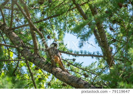 Eurasian hobby, falco subbuteo, sitting on top of larch tree. Cute majestic falcon bird of prey in wildlife. The Eurasian hobby , Falco subbuteo 79119647