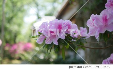 Azalea branch in full bloom Azalea branch in full bloom 79119689