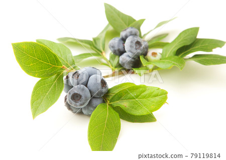 藍莓 藍莓 79119814