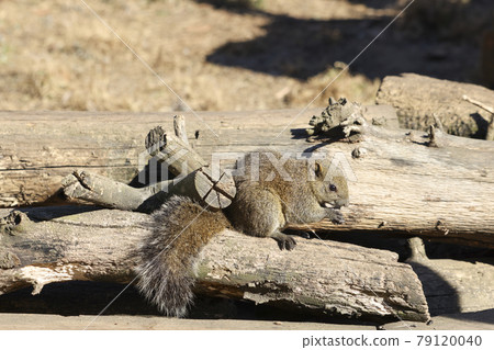 [Tokyo] Machida Squirrel Garden / Taiwan Squirrel 79120040