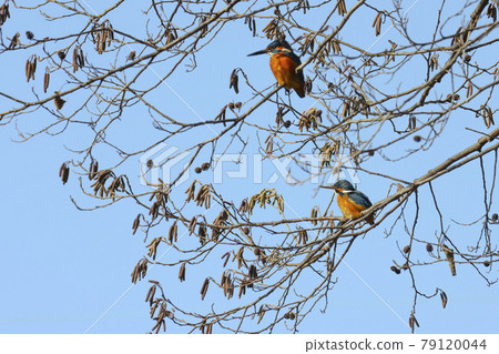 A pair of kingfishers that stay in alder 79120044