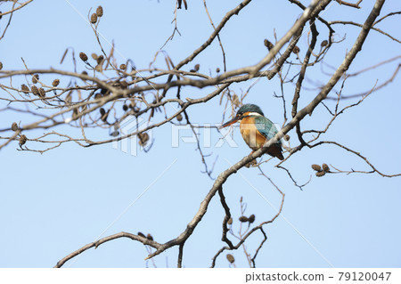 Female Kingfisher staying in alder 79120047