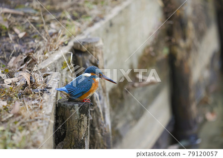 翠鳥女 翠鳥女 79120057